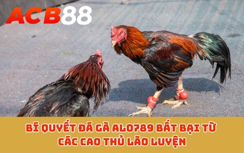 Bí quyết đá gà ALO789 bất bại từ các cao thủ lão luyện