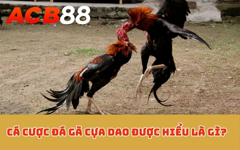 Cá cược đá gà cựa dao được hiểu là gì?