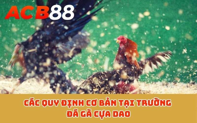Các quy định cơ bản tại trường đá gà cựa dao