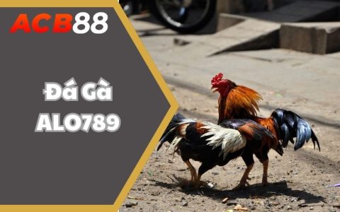 Đá Gà ALO789 – Sân Chơi Đẳng Cấp Cho Các Kê Thủ Tài Hoa