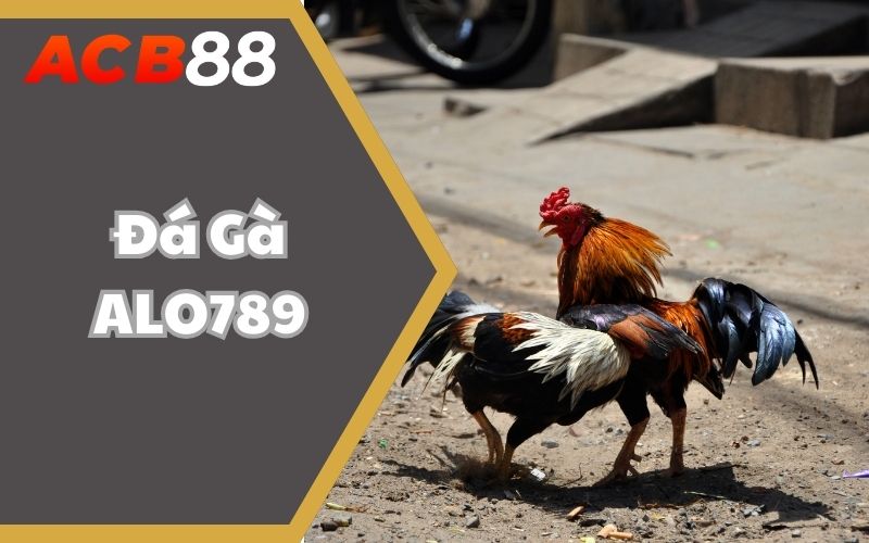 Đá Gà ALO789 – Sân Chơi Đẳng Cấp Cho Các Kê Thủ Tài Hoa