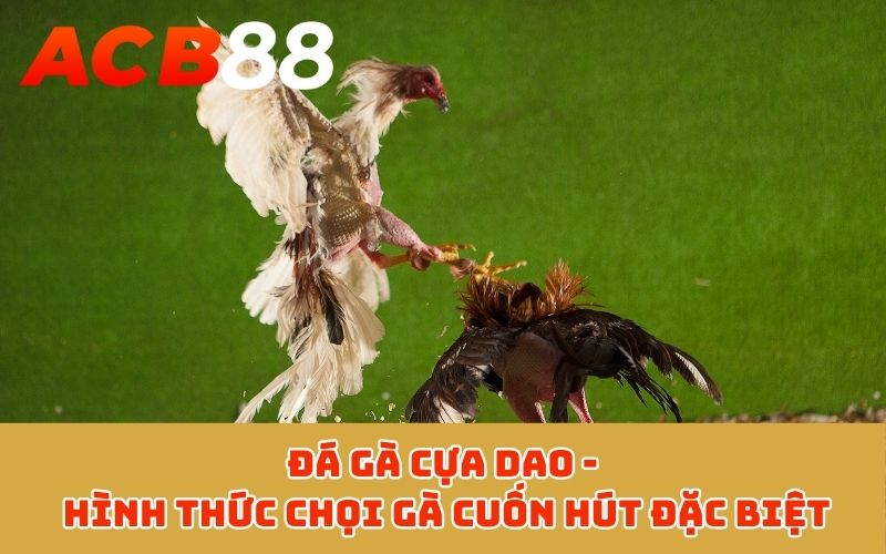 Đá gà cựa dao - Hình thức chọi gà cuốn hút đặc biệt