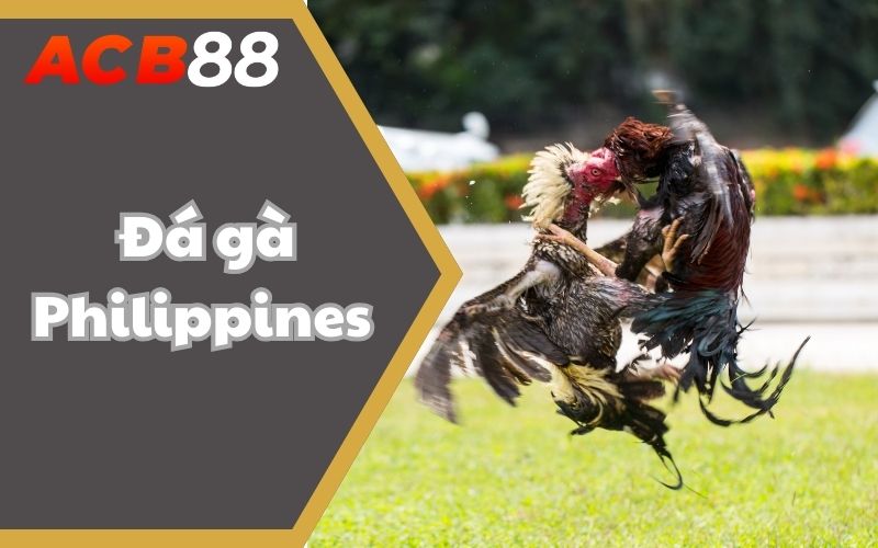 Đá gà Philippines ABC88 - Sới Cược Quy Tụ Chiến Kê Dũng Mãnh