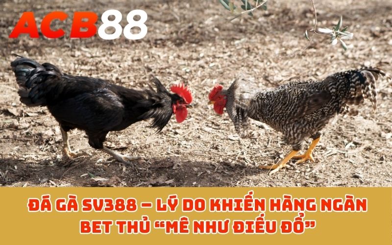 Đá gà SV388 – Lý do khiến hàng ngàn bet thủ “mê như điếu đổ”