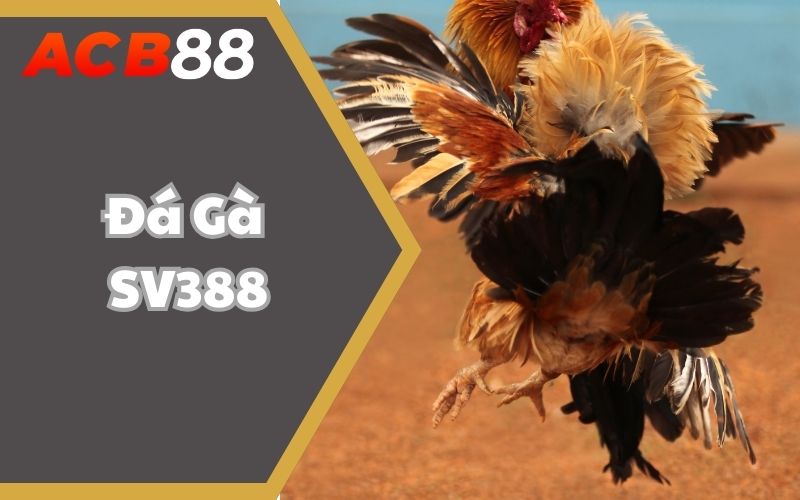 Đá Gà SV388 – Cùng Các Sư Kê Đổi Đời Với Mức Thưởng Khủng