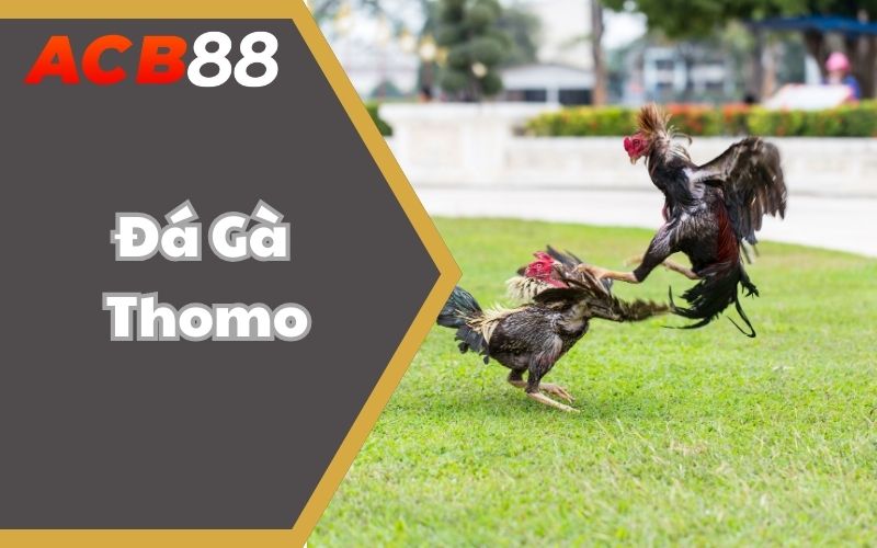 Trực Tiếp Đá Gà Thomo – Cá Cược Siêu Lôi Cuốn Tại ABC88