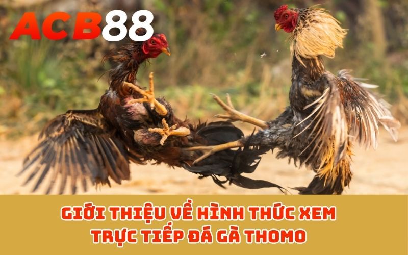 Giới thiệu về hình thức xem trực tiếp đá gà Thomo