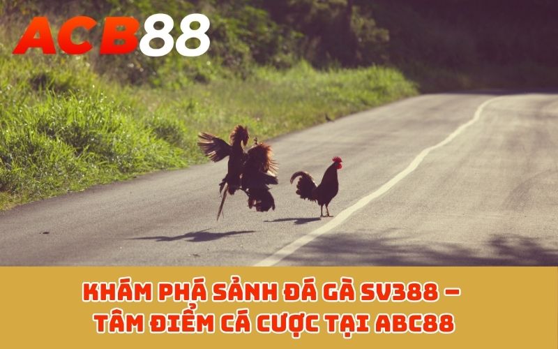 Khám phá sảnh đá gà SV388 – Tâm điểm cá cược tại ABC88