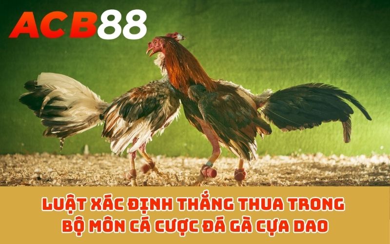 Luật xác định thắng thua trong bộ môn cá cược đá gà cựa dao