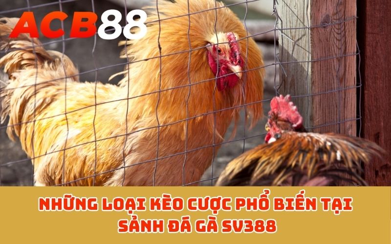 Những loại kèo cược phổ biến tại sảnh đá gà SV388