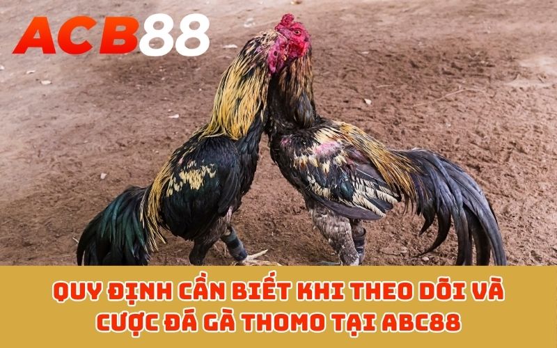 Quy định cần biết khi theo dõi và cược đá gà Thomo tại ABC88