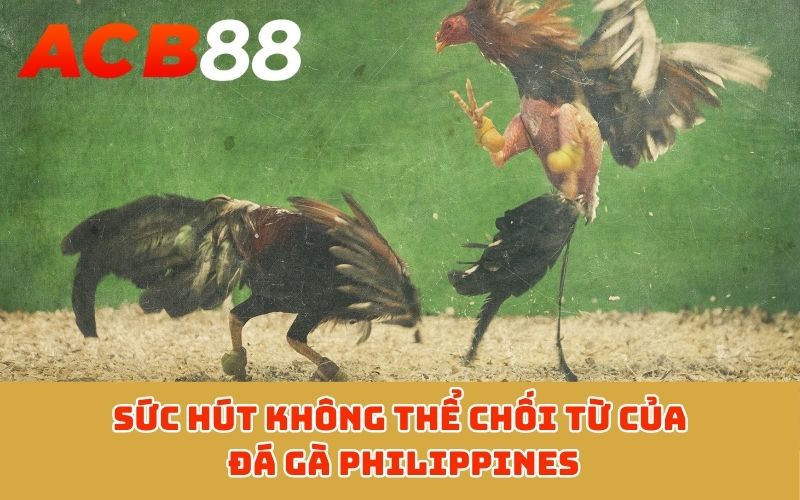 Sức hút không thể chối từ của đá gà Philippines