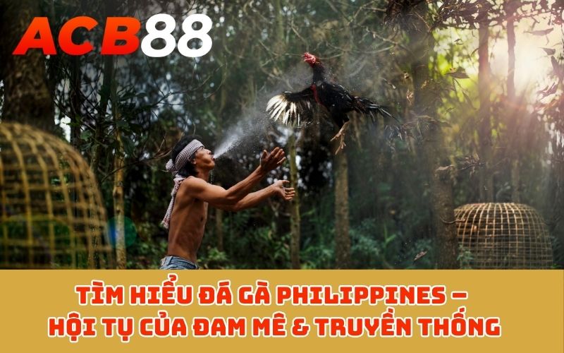 Tìm hiểu đá gà Philippines – Hội tụ của đam mê & truyền thống